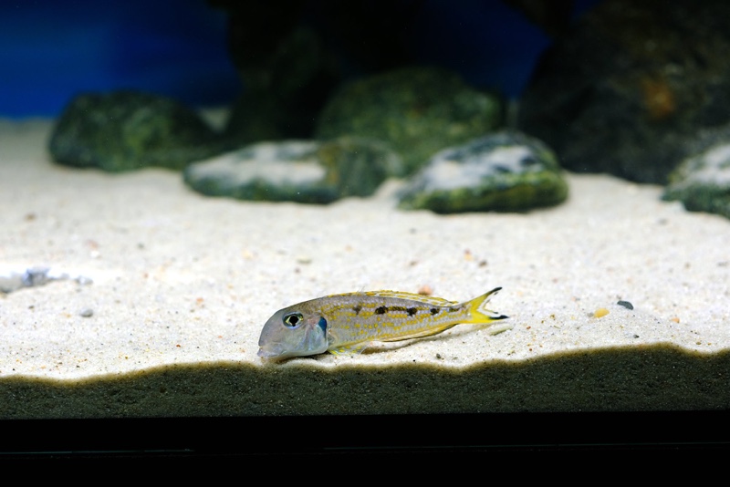 Xenotilapia singularis 'Kerenge Island'